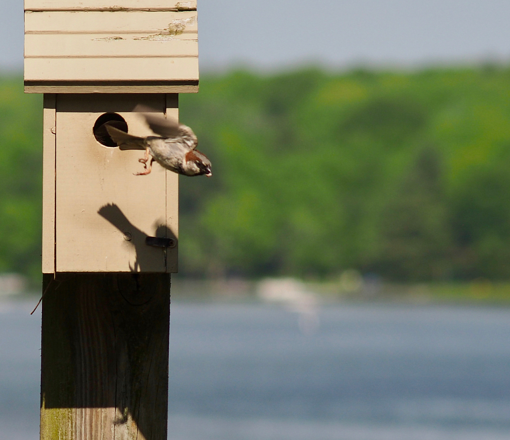 Male House Sparrow Leaves the Nest