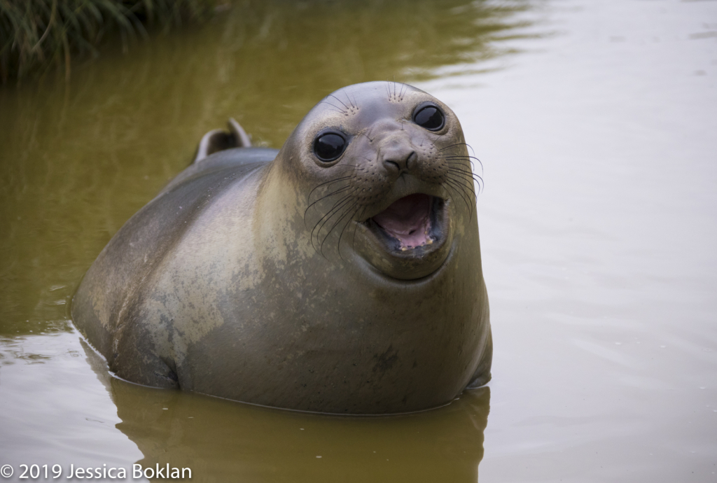 Elephant Seal Weaner - ID: 15824534 © Jessica Boklan