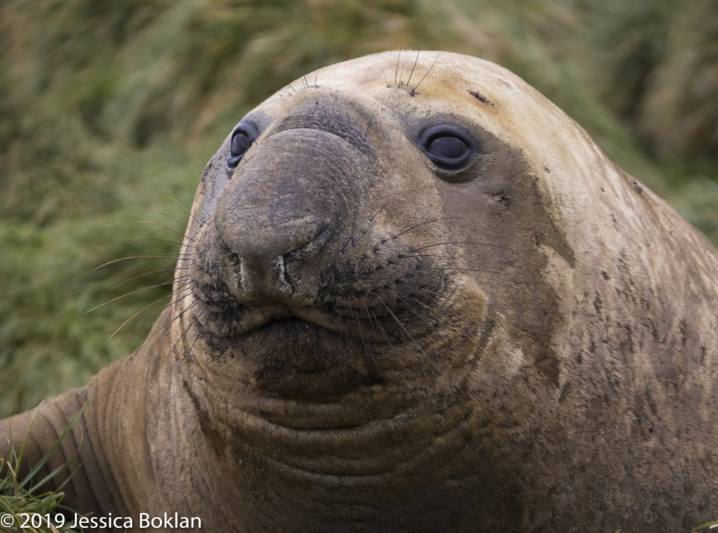 Elephant Seal - ID: 15824535 © Jessica Boklan