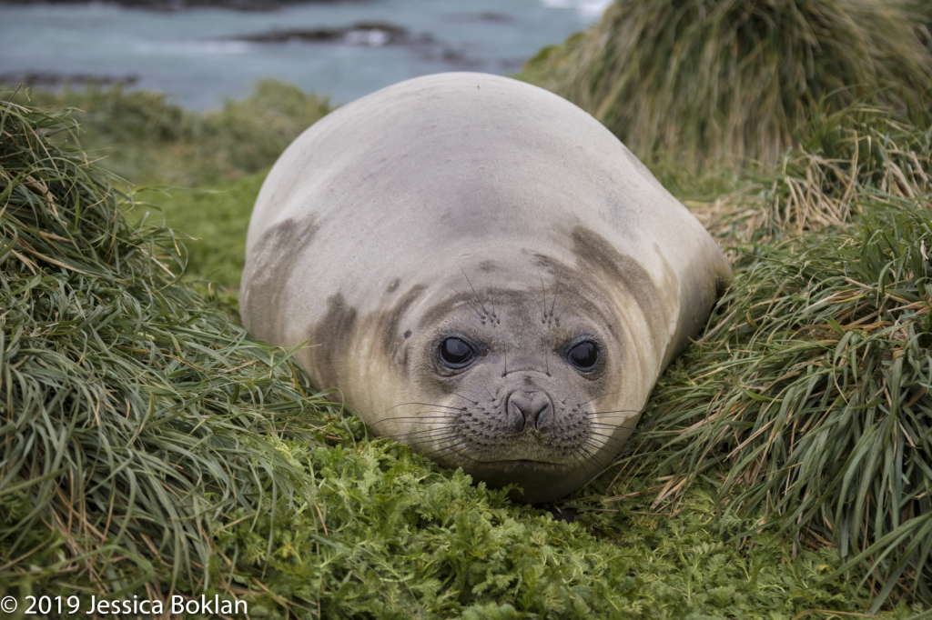 Elephant Seal Weaner - ID: 15824538 © Jessica Boklan