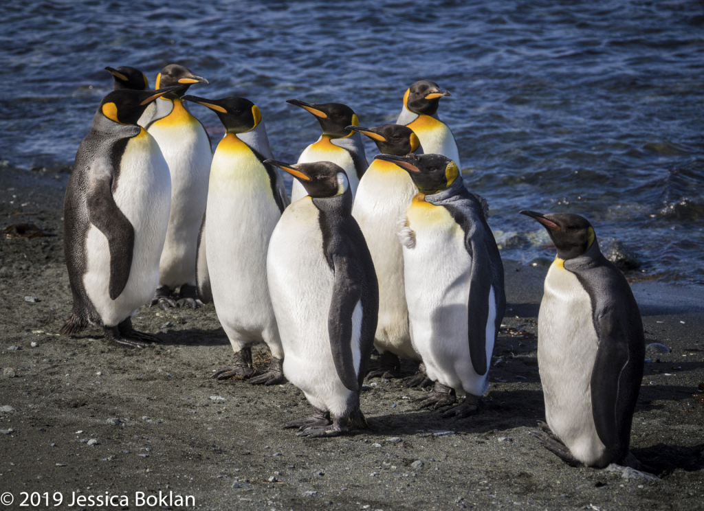 King Penguin Line-up - ID: 15824560 © Jessica Boklan