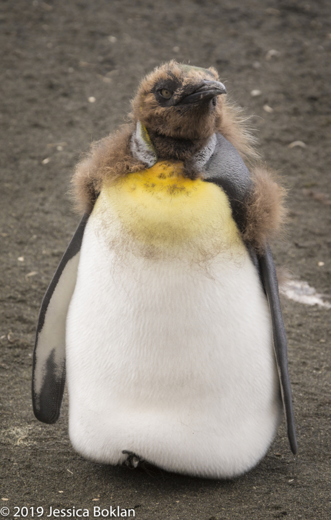 King Penguin Chick Molting - ID: 15824564 © Jessica Boklan