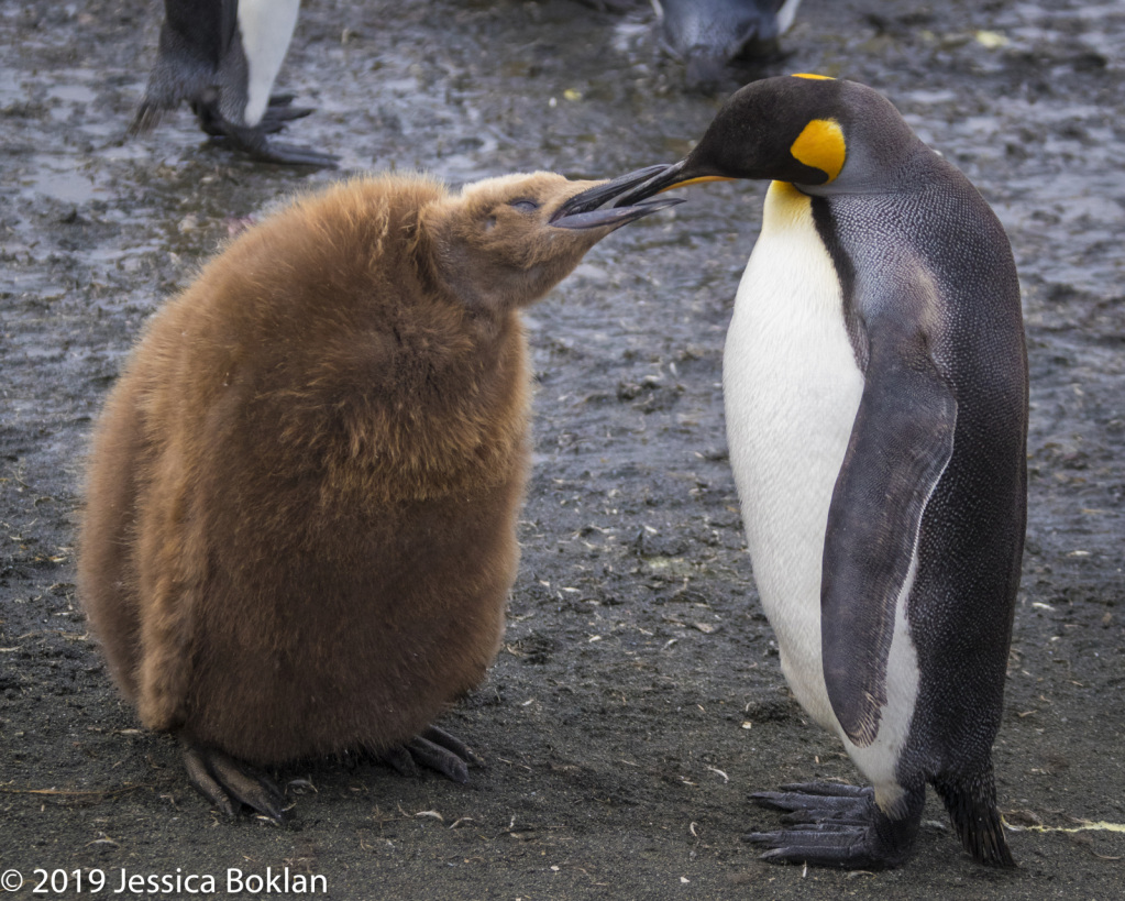 King Penguin Feeding Chick - ID: 15824569 © Jessica Boklan