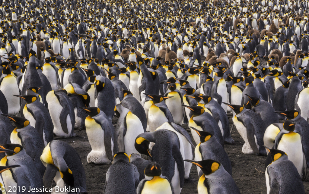 King Penguin Colony - ID: 15824573 © Jessica Boklan