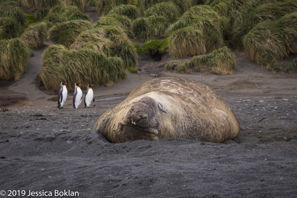 Elephant Seal with King Penguins - ID: 15824577 © Jessica Boklan
