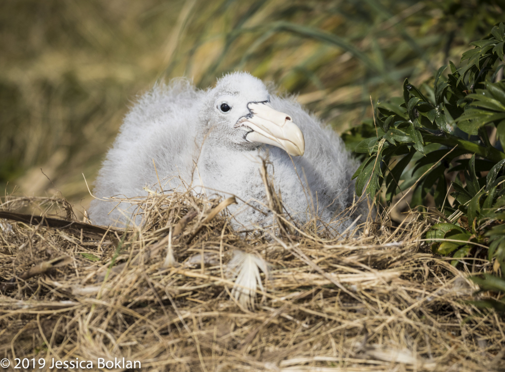 Northern Giant Petrel Chick on Nest  - Enderby Is. - ID: 15824584 © Jessica Boklan