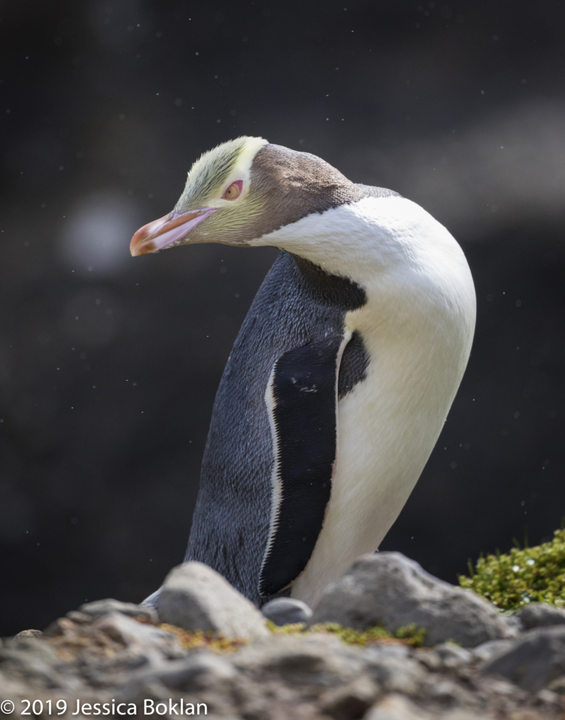 Yellow-Eyed Penguin  - Enderby Is. - ID: 15824586 © Jessica Boklan