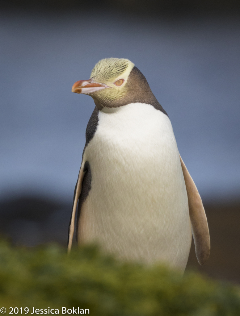 Yellow-Eyed Penguin - Enderby Is. - ID: 15824587 © Jessica Boklan