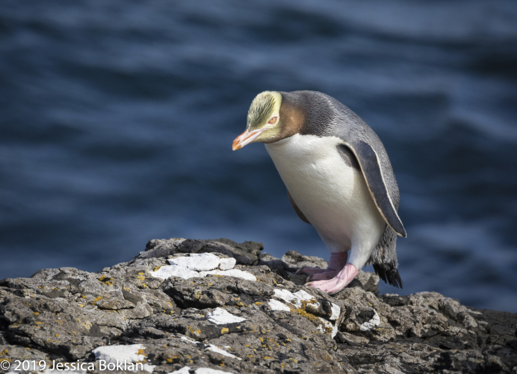 Yellow-Eyed Penguin  - Enderby Is. - ID: 15824591 © Jessica Boklan