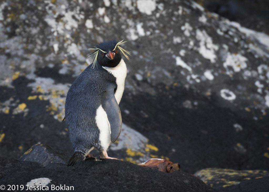 Eastern Rockhopper Penguin - Enderby Is. - ID: 15824598 © Jessica Boklan