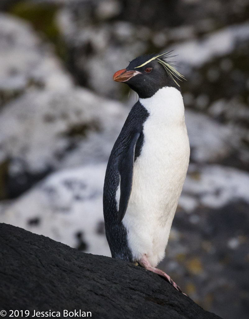 Eastern Rockhopper Penguin - Enderby Is. - ID: 15824599 © Jessica Boklan