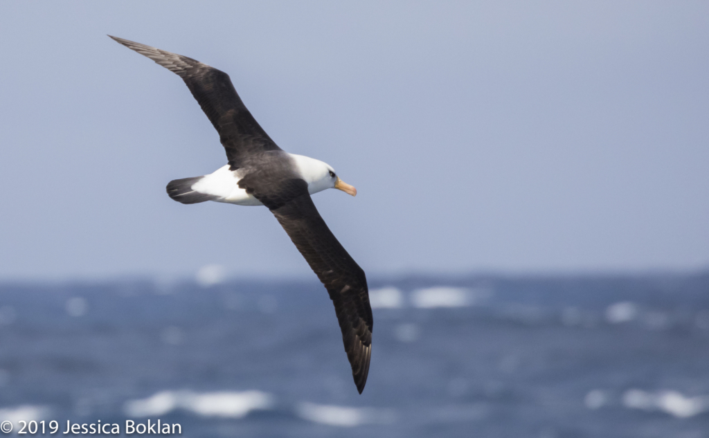 Campbell Island Albatross - ID: 15824604 © Jessica Boklan