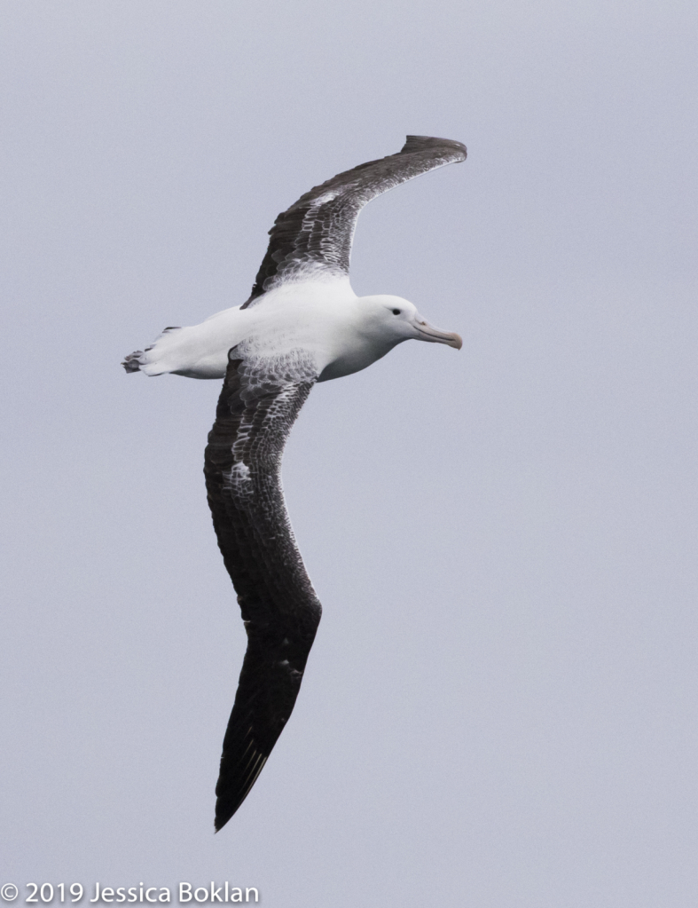 Southern Royal Albatross - ID: 15824605 © Jessica Boklan