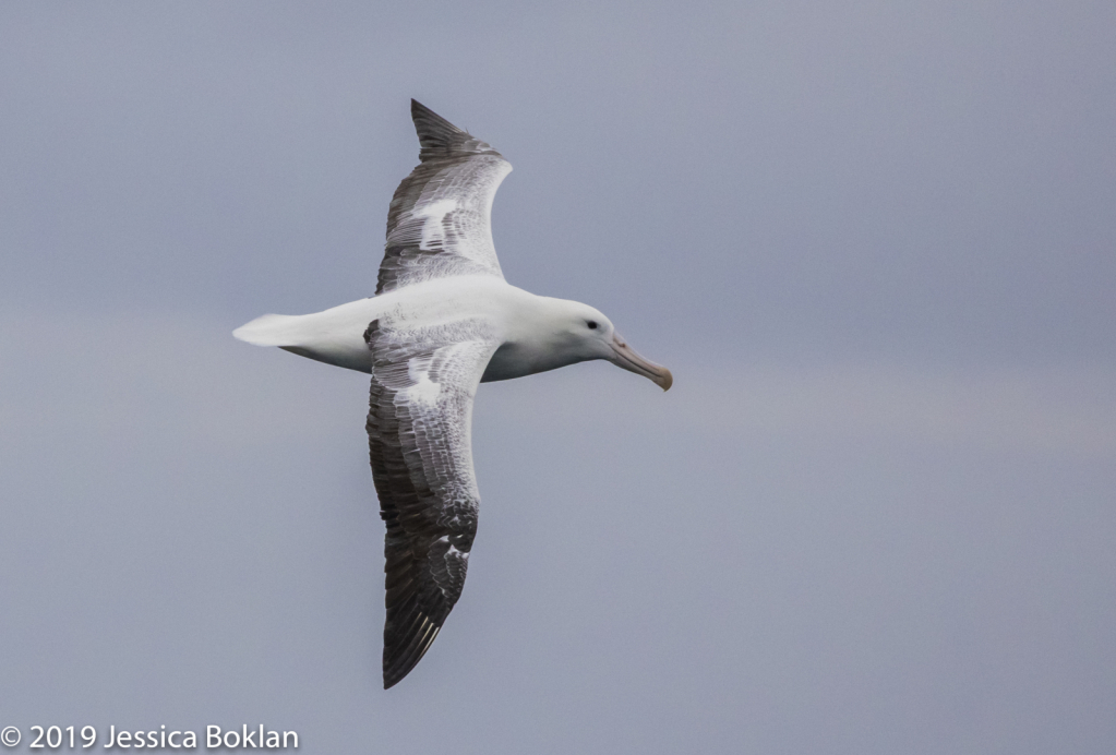 Southern Royal Albatross - ID: 15824606 © Jessica Boklan