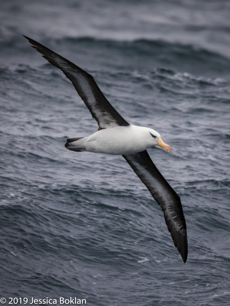 Campbell island Albatross - ID: 15824608 © Jessica Boklan