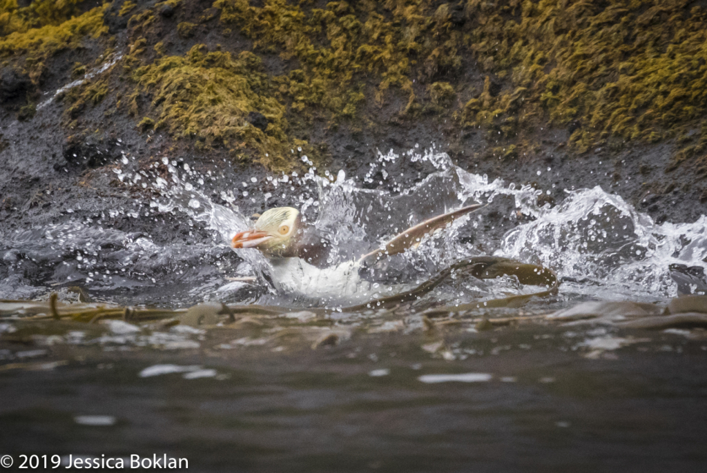 Yellow-Eyed Penguin Belly Flop - Campbell Is. - ID: 15824613 © Jessica Boklan