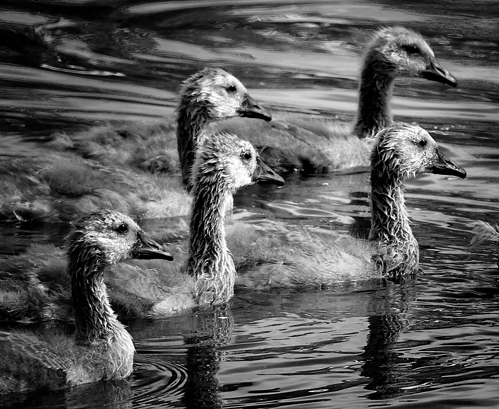 Gosling Teenagers on the Move