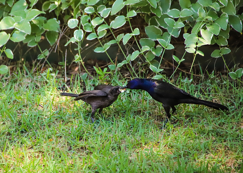 Boat-tail Grackle feeding his young