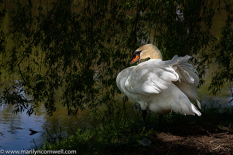 Whistling Gardens Swan