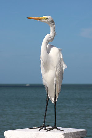 White Egret at Pier 60