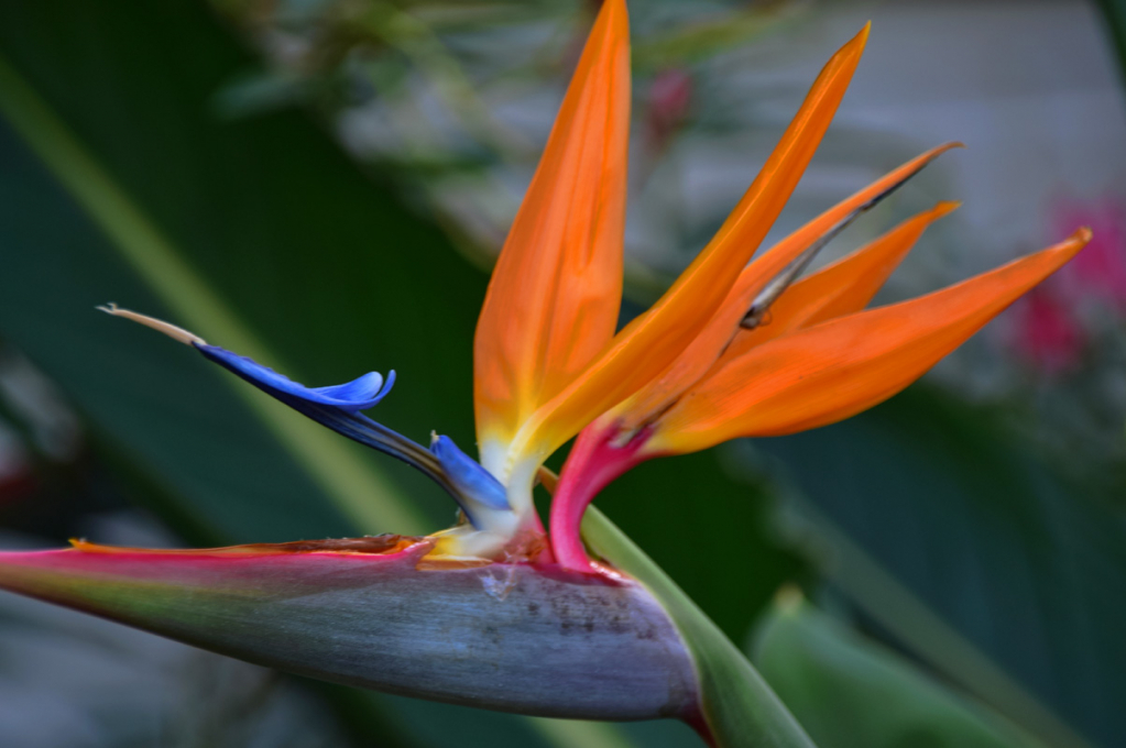 BIRD OF PARADISE