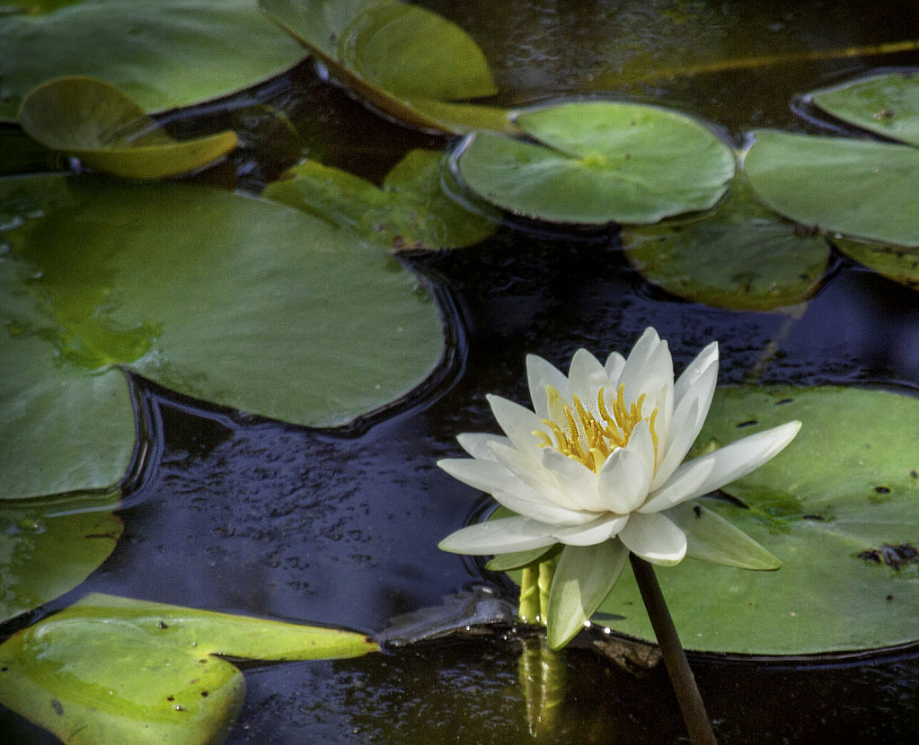 Water Lily