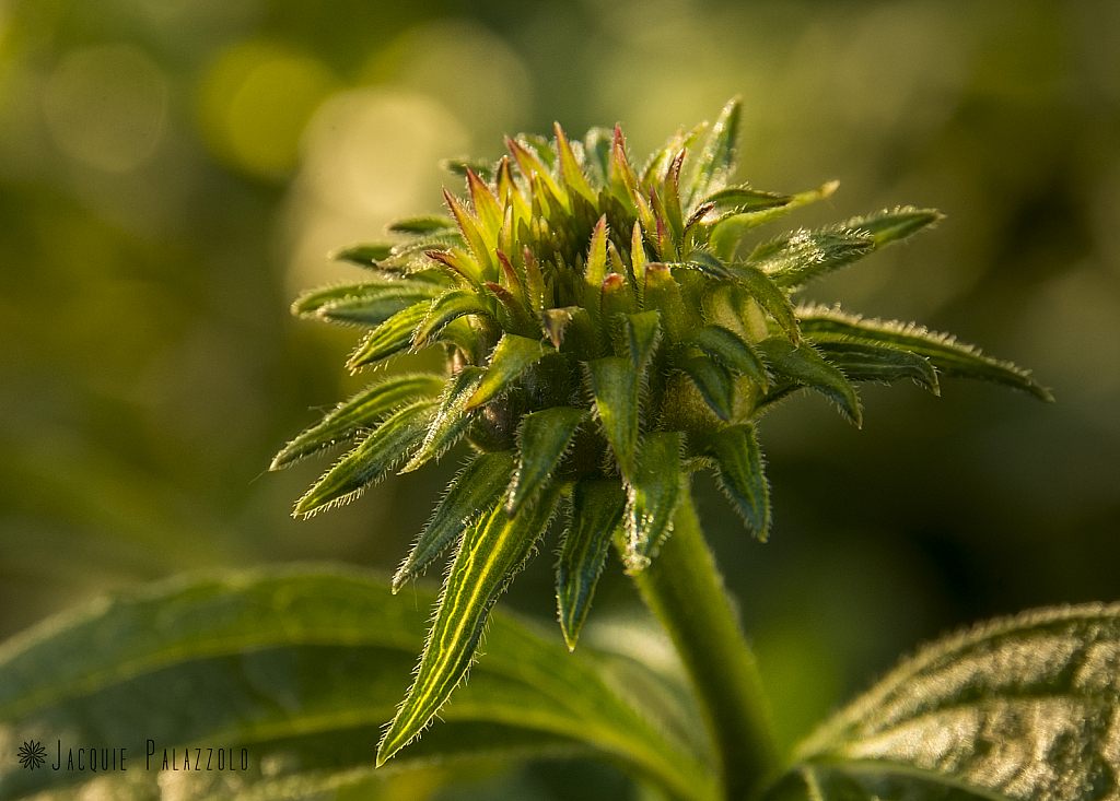 Coneflower Bud