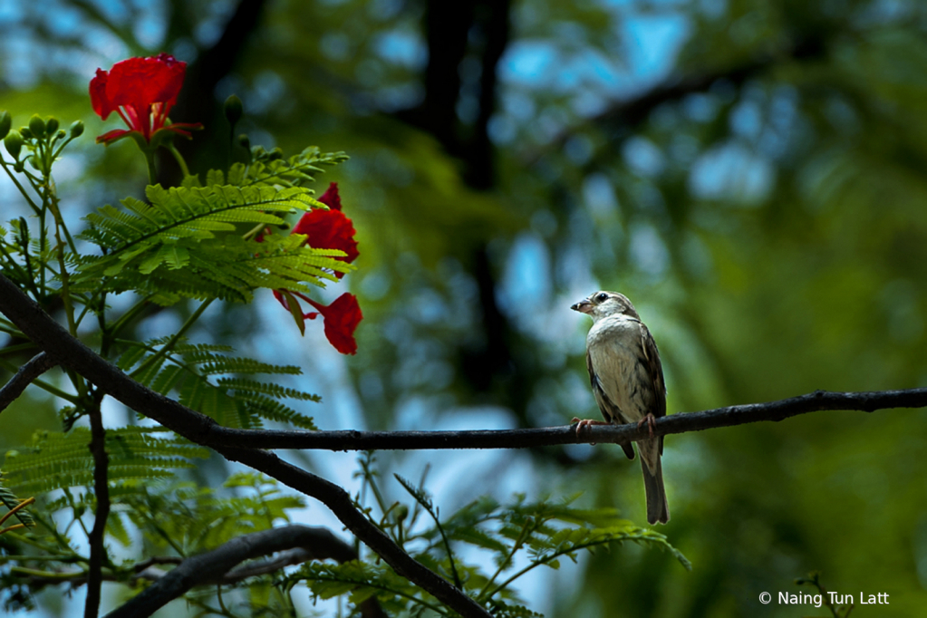 lonely bird