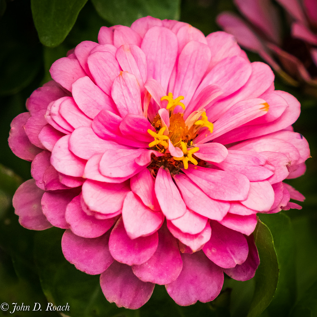 Zinnia