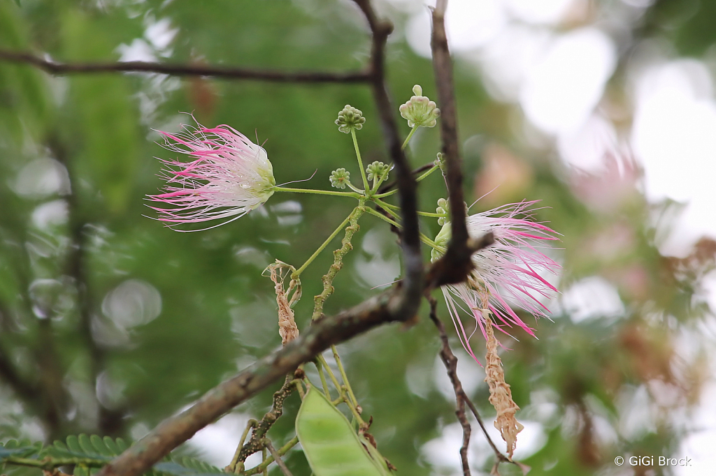 Delicate Mimosa Flowers