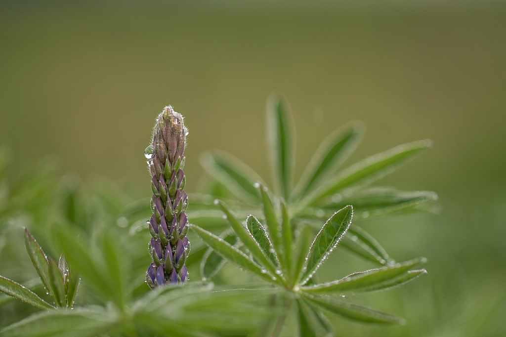 A Baby Lupin