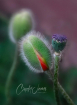 Poppy 