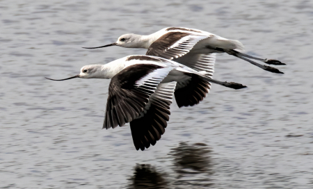 Avocet Pair in Flight  