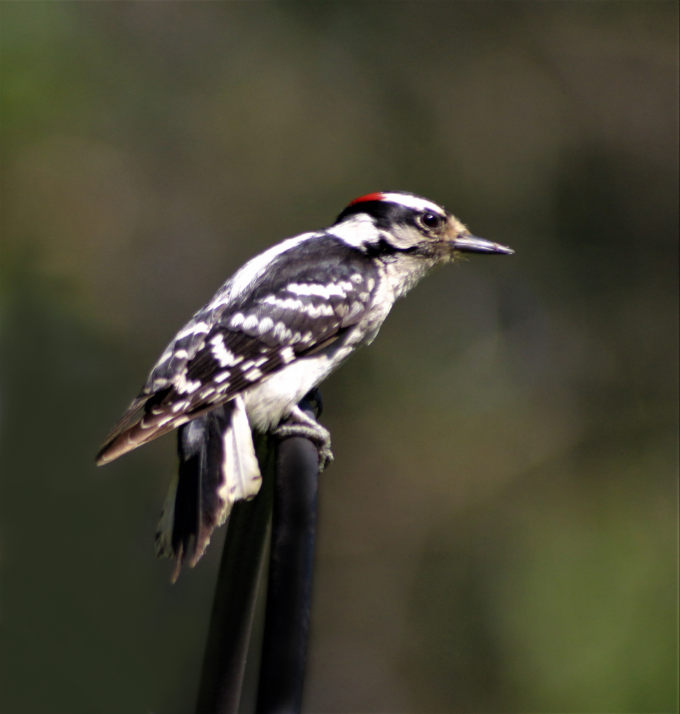 Downy Woodpecker - ID: 15825100 © Theresa Marie Jones