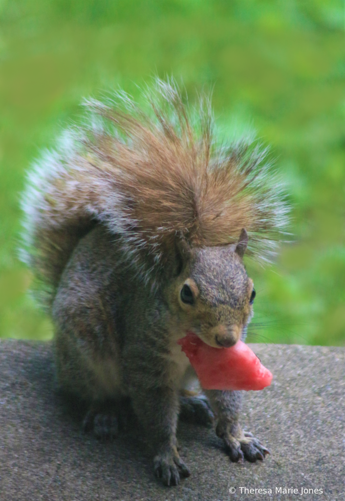 Loves Watermelon - ID: 15825112 © Theresa Marie Jones