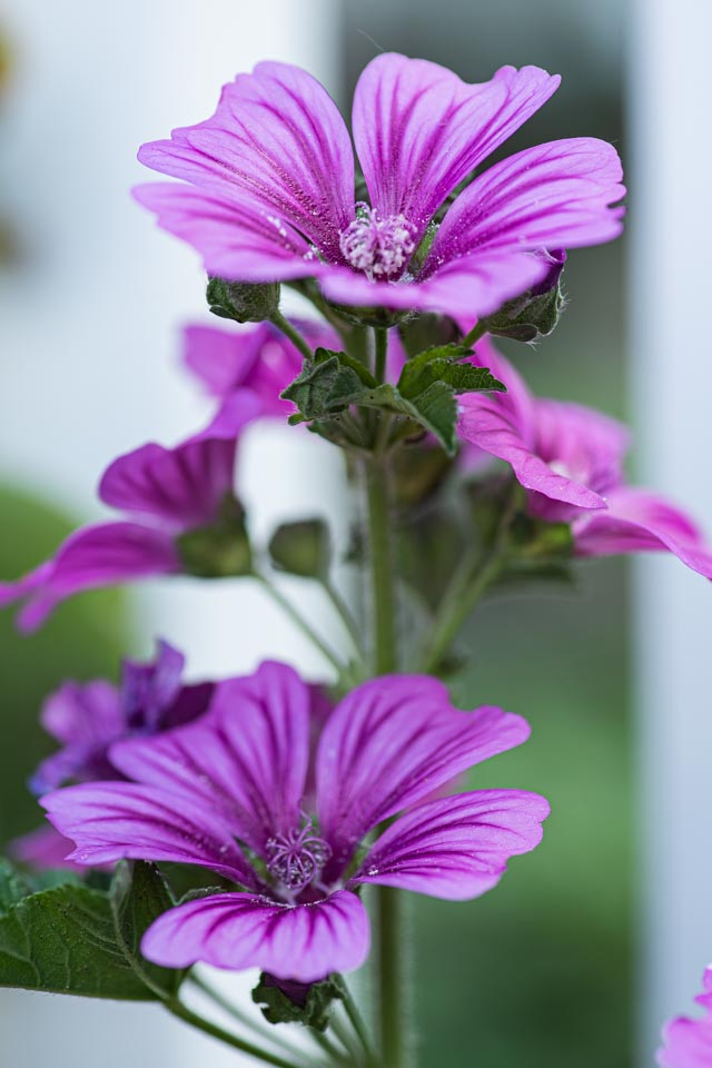 Sharp Flowers and blurred Background