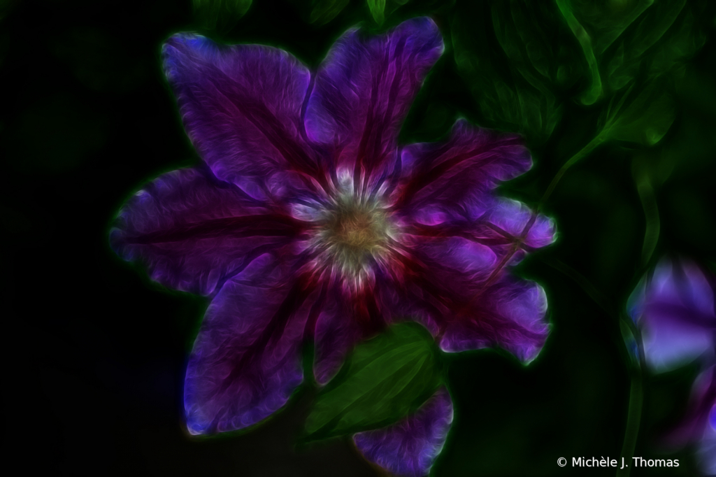 My Special Climatis! - ID: 15825359 © Michèle J. Thomas