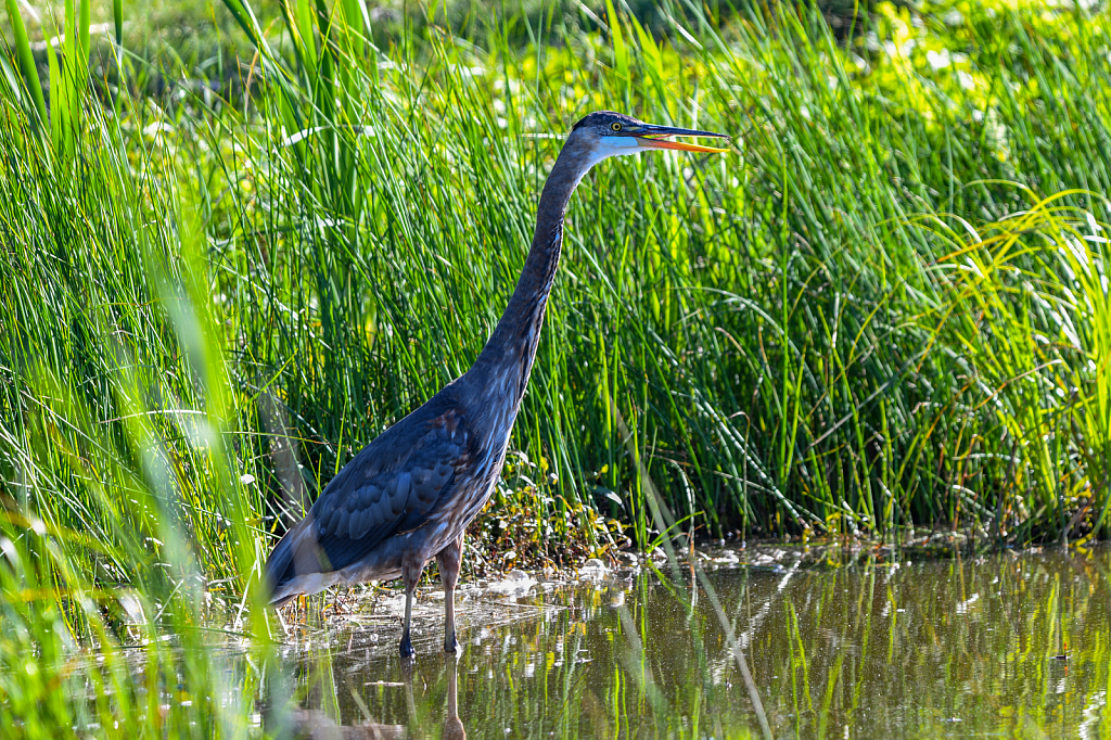 Blue Heron