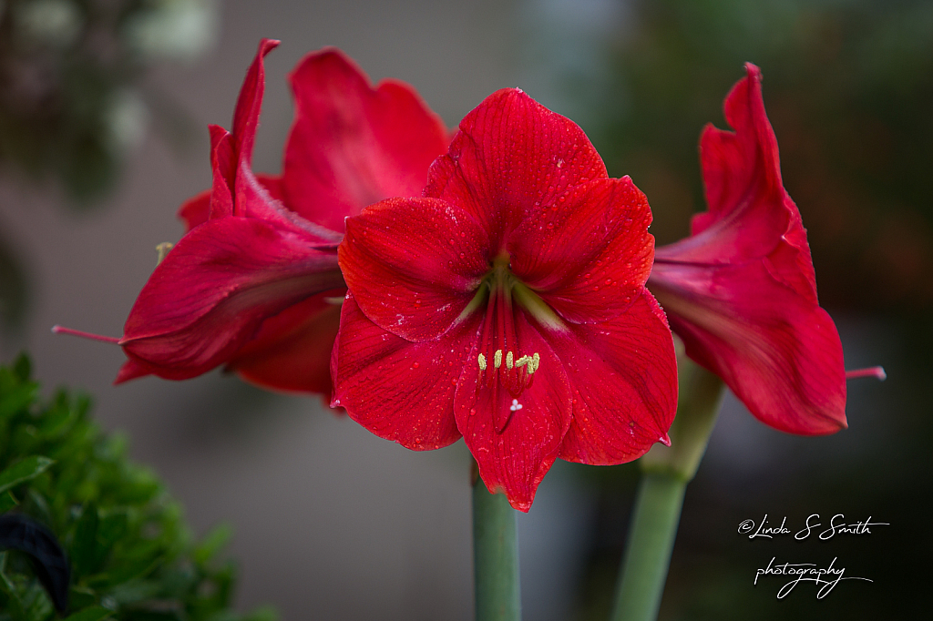 amaryllis...3