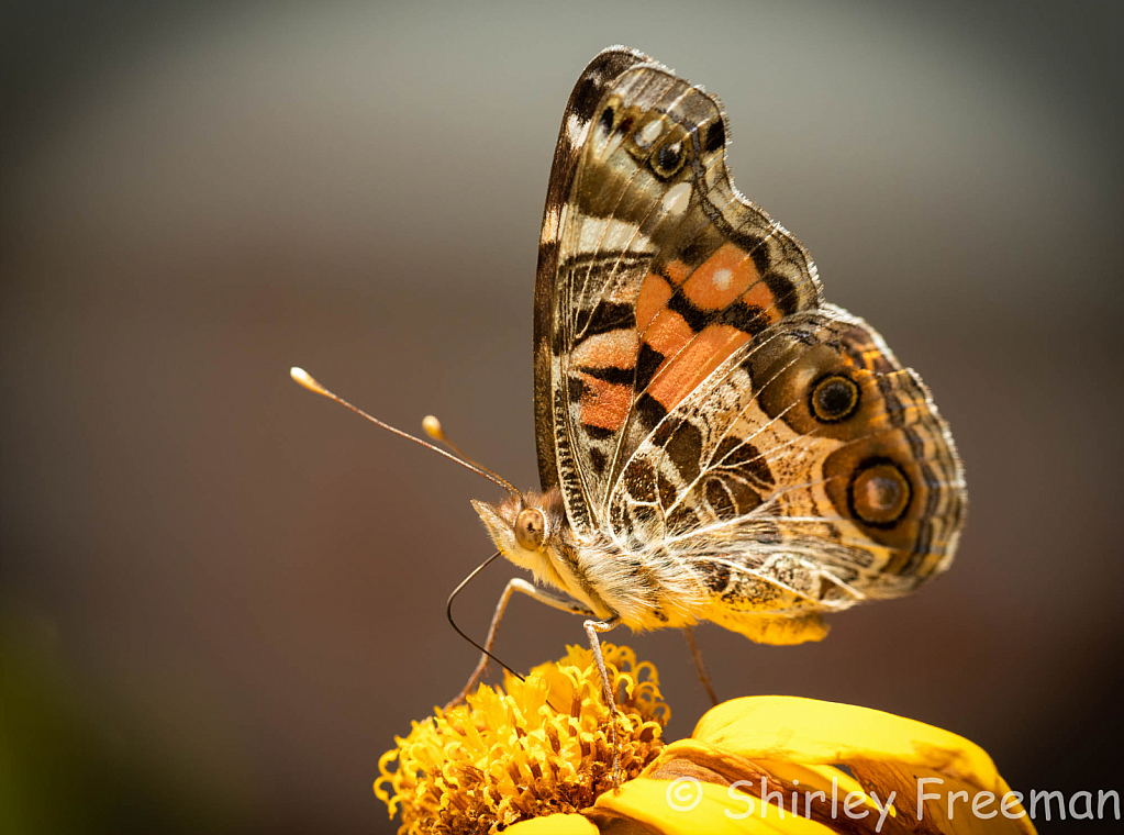 PaintedLadyOnYellowFlower2