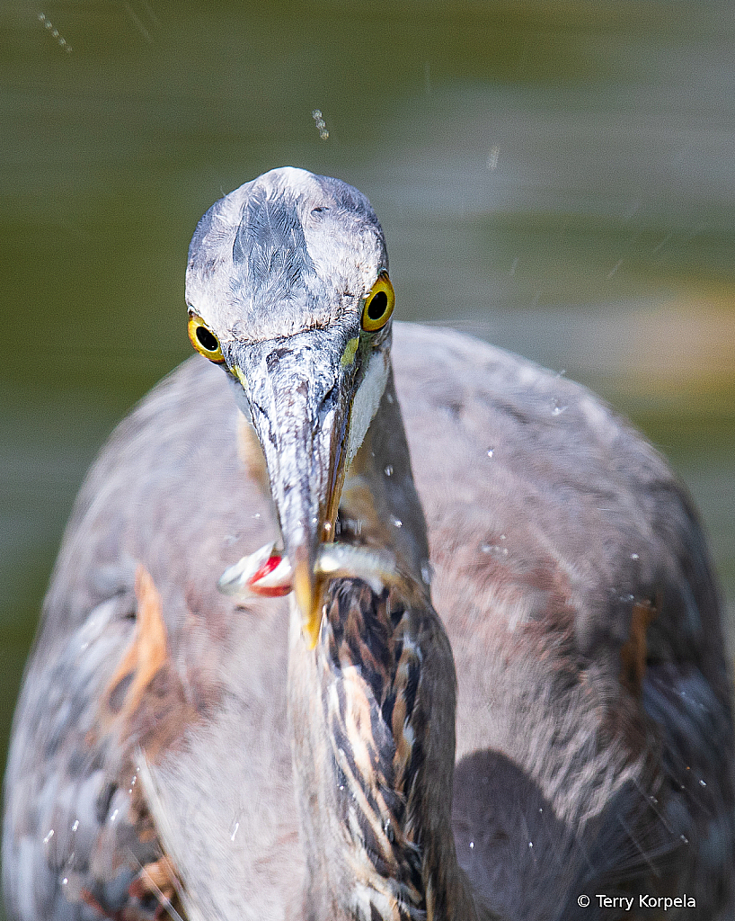 Snack Time for a Great Blue Heron