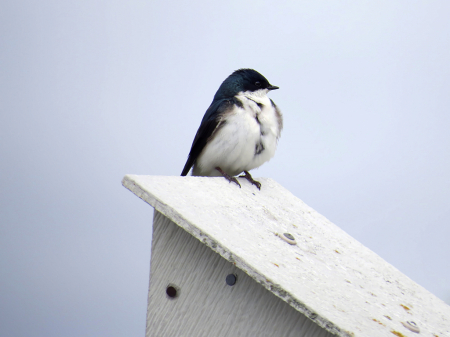 Daddy Tree Swallow Guarding The Nest Box