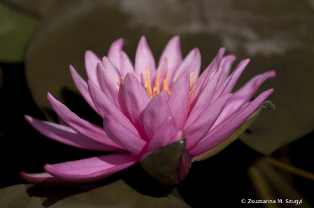 Waterlily 
