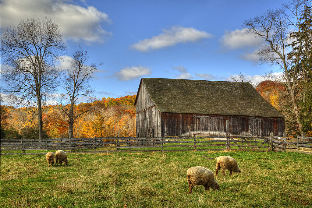 Hale Barn and Sheep