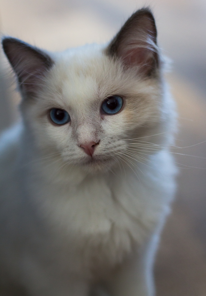 img2
