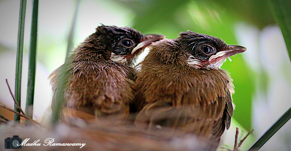 First steps off the nest...