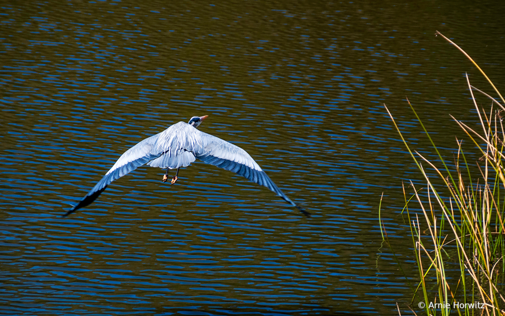 Great Blue Heron in Flight