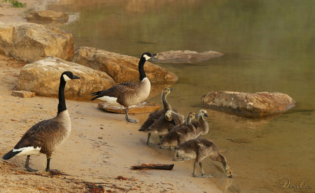 Family Day At The Lake