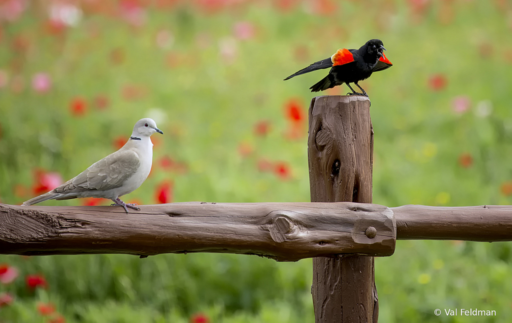 Territorial Dispute