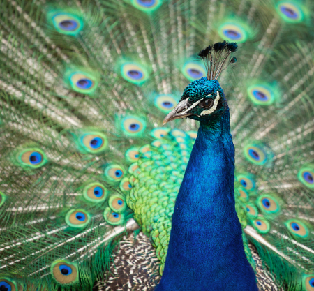 Peacock